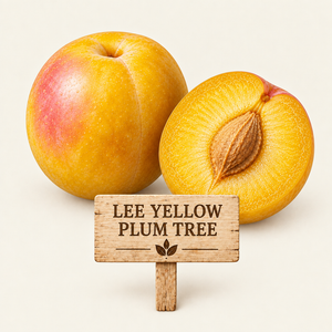 Lee Yellow Plum Tree