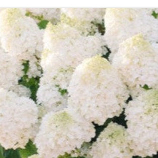 HYDRANEA PANICLE LITTLE HOTTIE