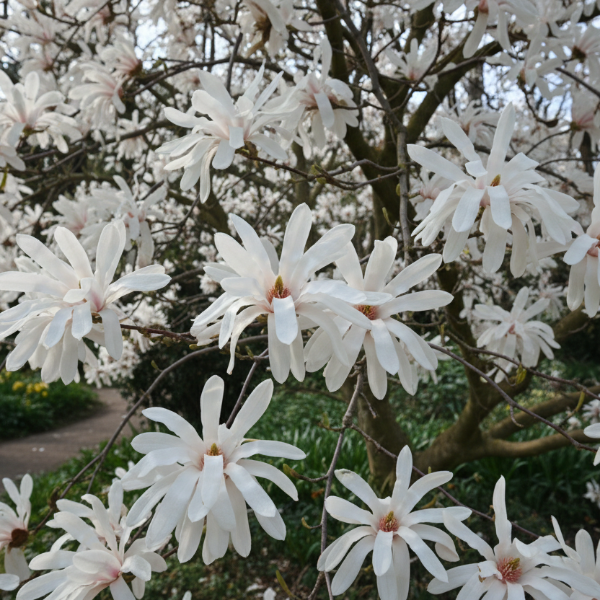 magnolia star