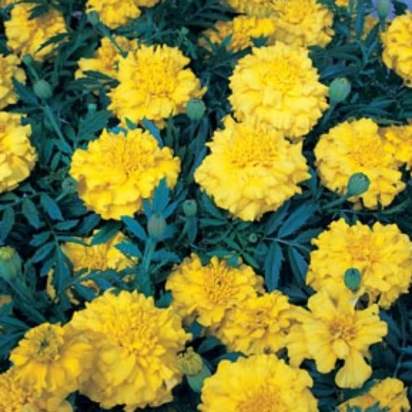 Advanced Nursery Growers: Elevating Expertise in the Horticultural Sector
