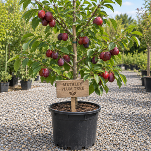 Methley Plum Tree