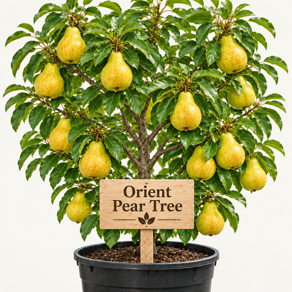 Orient Pear Tree