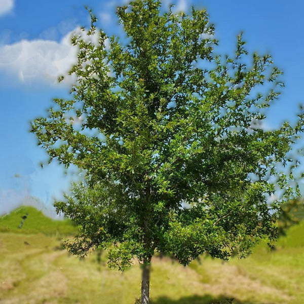 OAK OVERCUP NATIVE