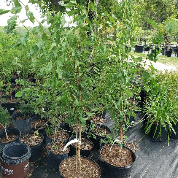 Plumcot Tree for sale at Advanced Nursery Growers in DeFuniak Springs Florida