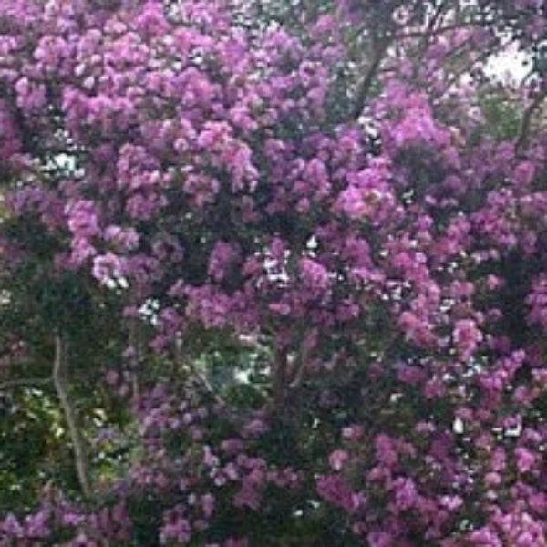CRAPE MYRTLE POWHATAN