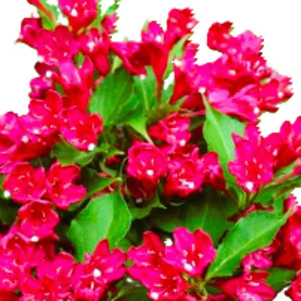 Weigela Red Cardinal