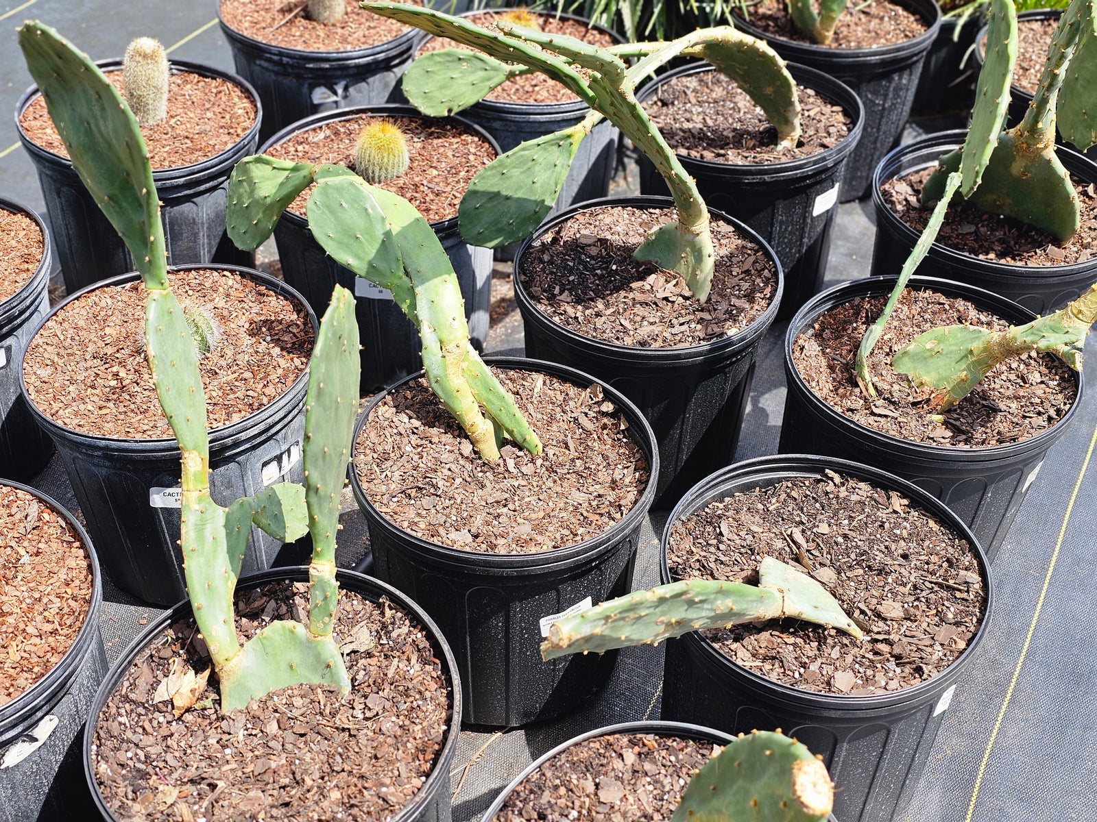 PRICKLY PEAR CACTUS