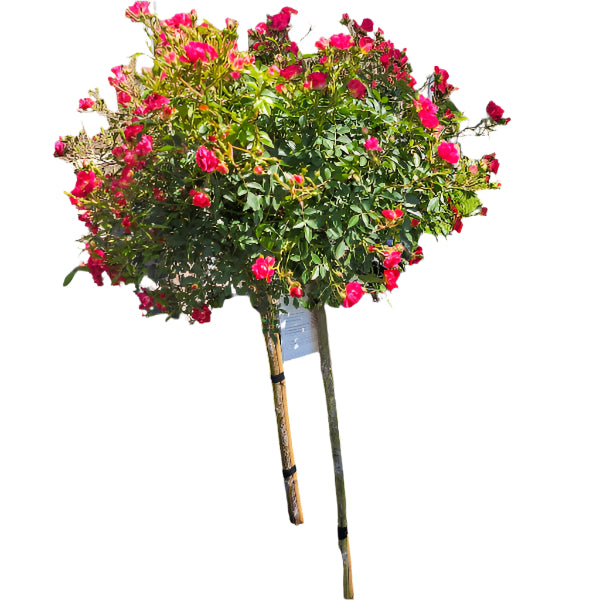 TREE ROSE