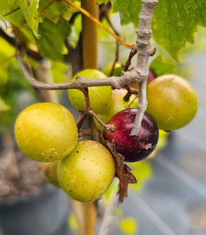 MUSCADINE LANE