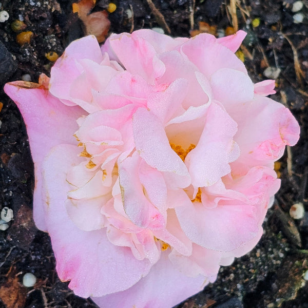 CAMELLIA HIGH FRAGRANCE