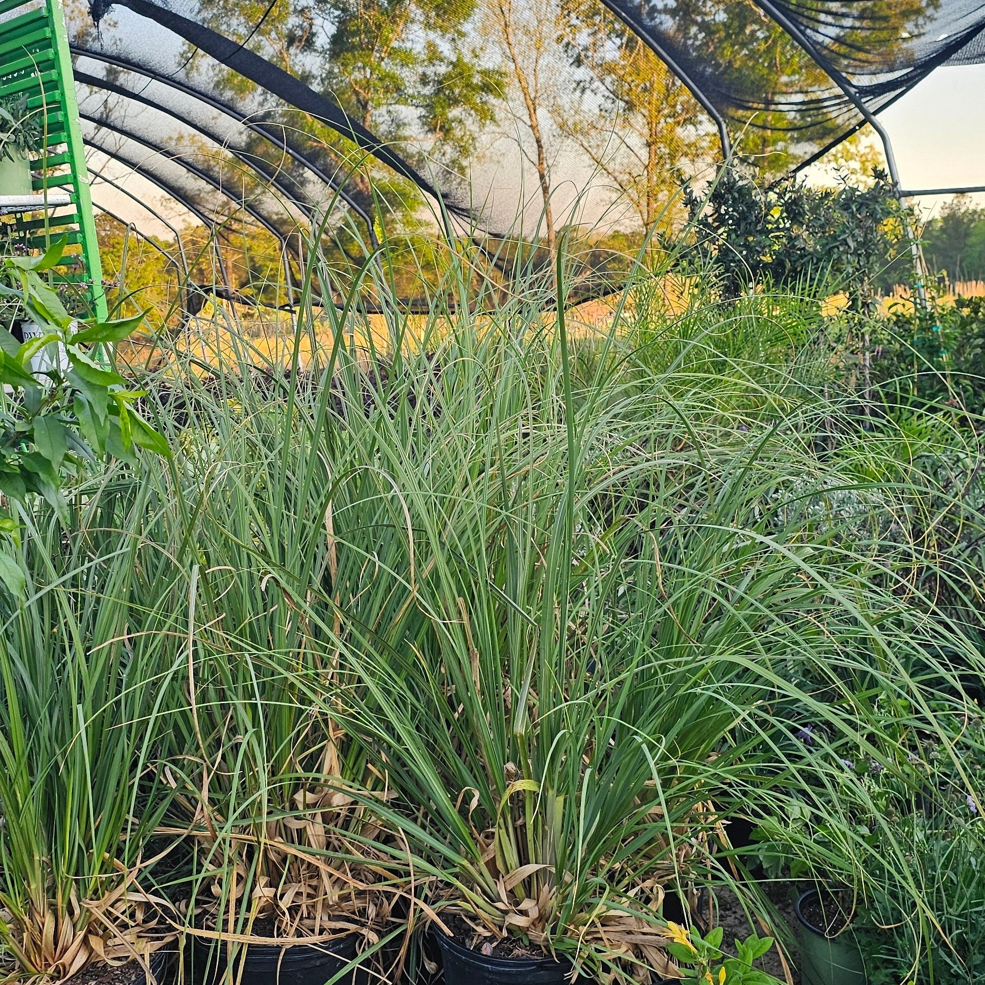 GRASSSELLOANA POMPASS CORTADENA