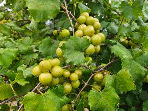 MUSCADINE FRY