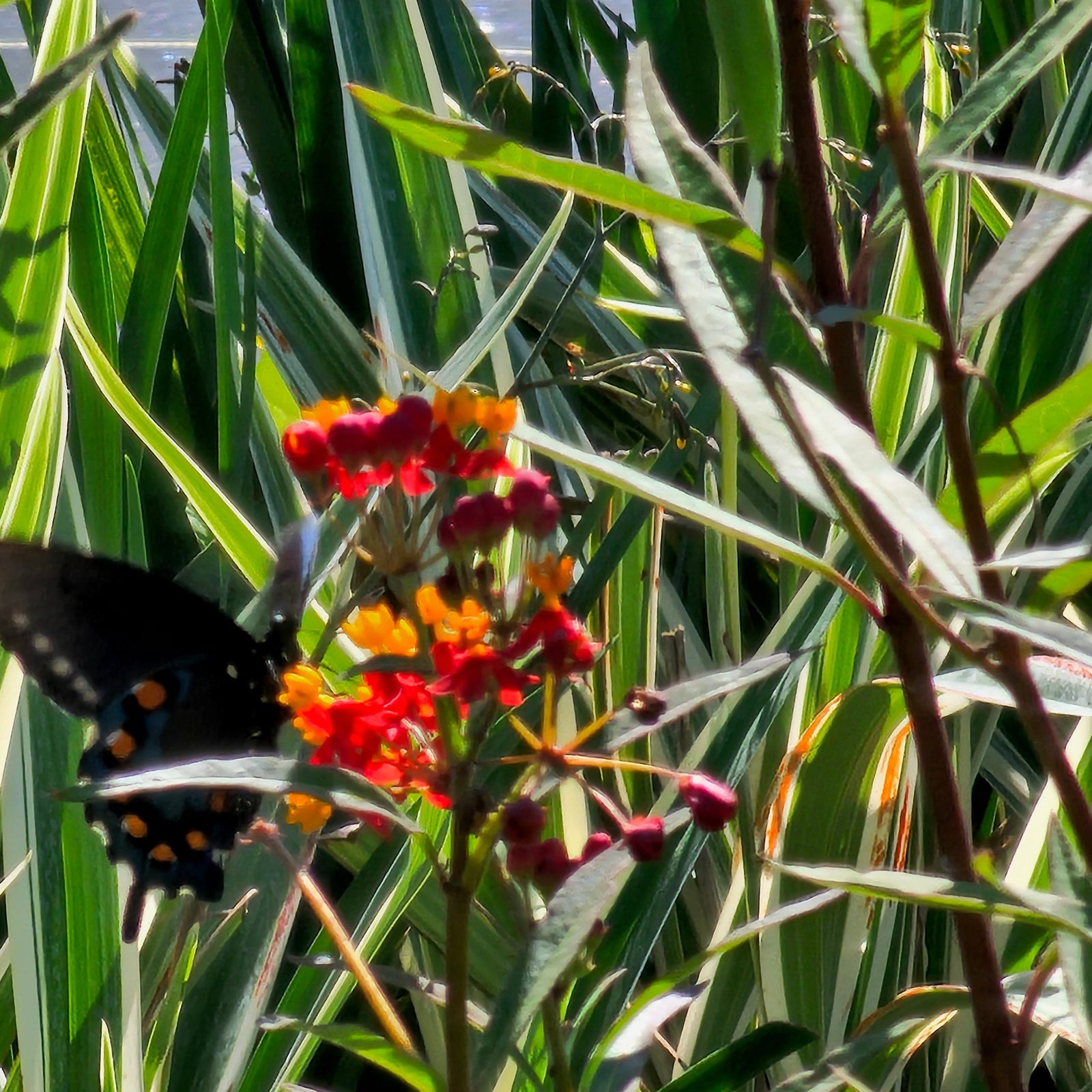 MILKWEED SILKY SCARLET TROPICAL