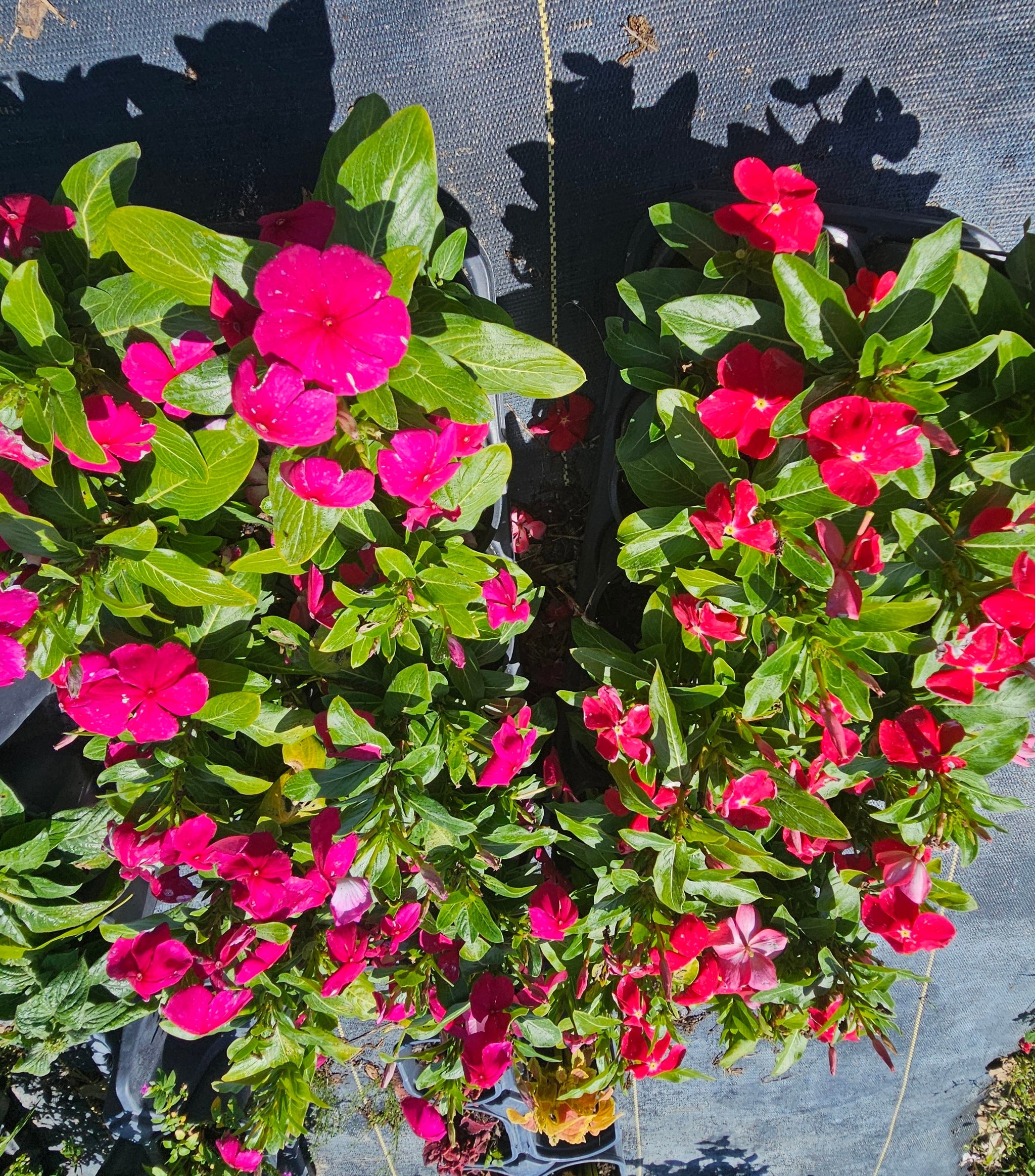 can you plant vinca in a pot Advanced Nursery Growers: Elevating Expertise in the Horticultural Sector