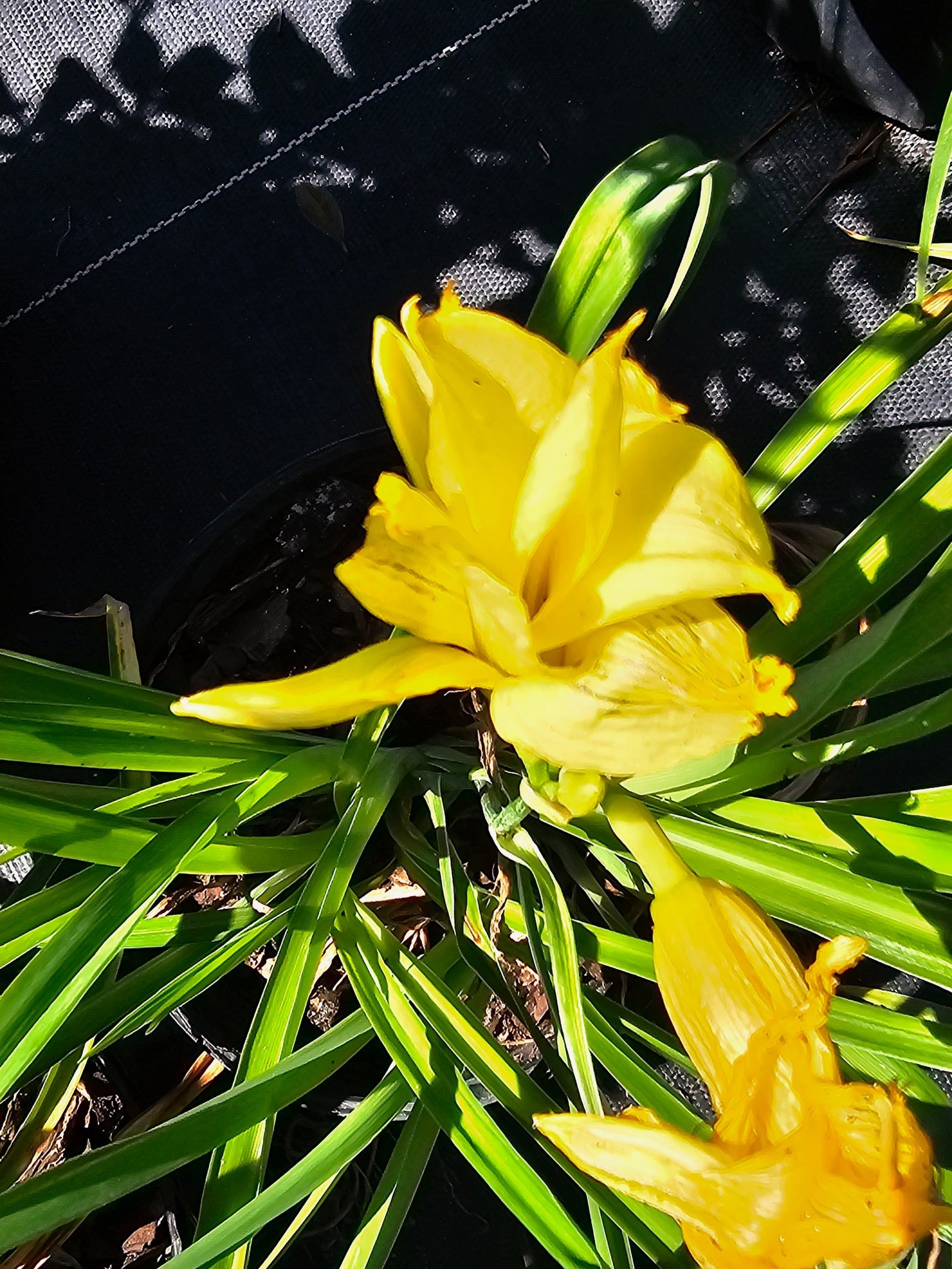 DAYLILY DOUBLE CUTIE YELLOW