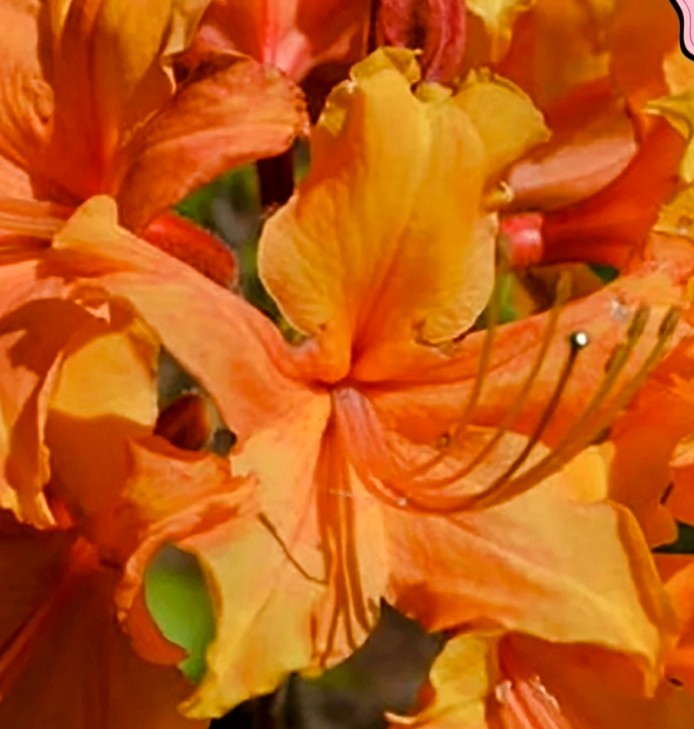 NATIVE AZALEA STONEWALL JACKSON