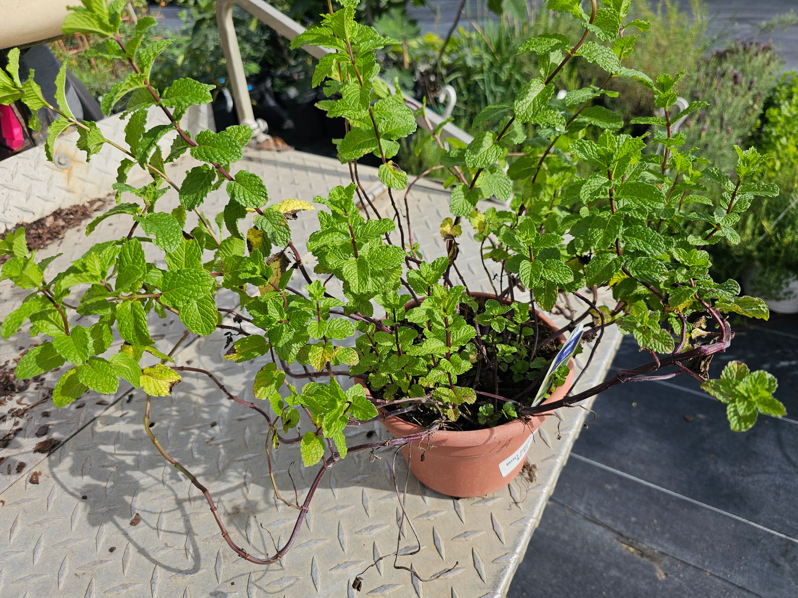 HERB MOJITO MINT