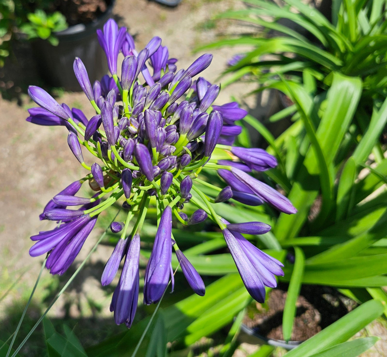 Agapanthus praecox 'Purple Delight', Straight A™ 'Purple Delight' Agapanthus