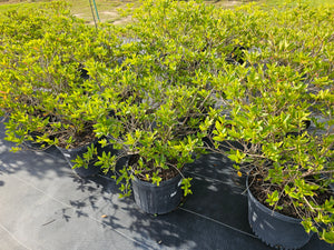 Purple Formosa Azalea