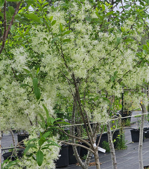 NATIVE GRANCEY GREY BEARD/FRINGE TREE