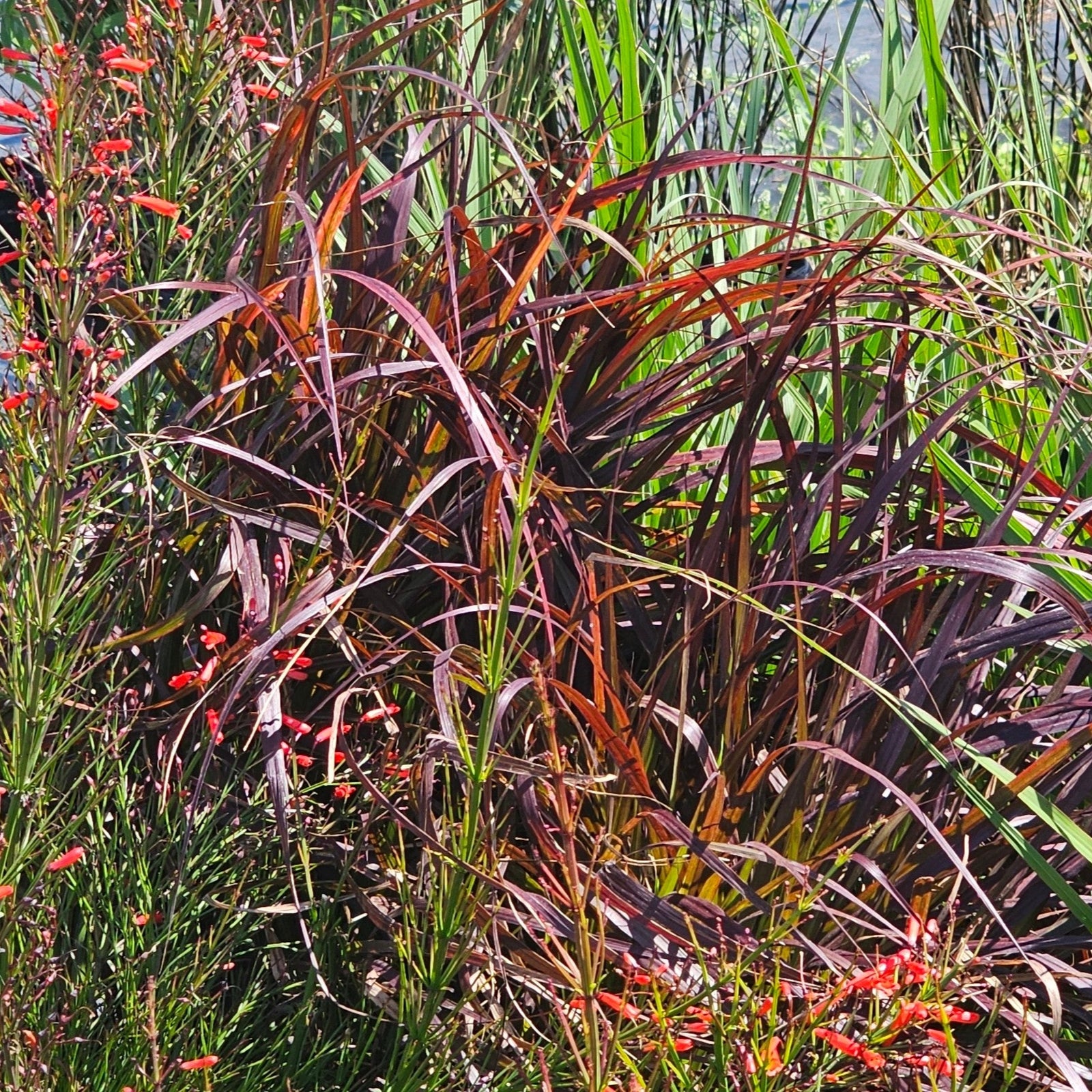GRASS FOUNTAIN GRASS