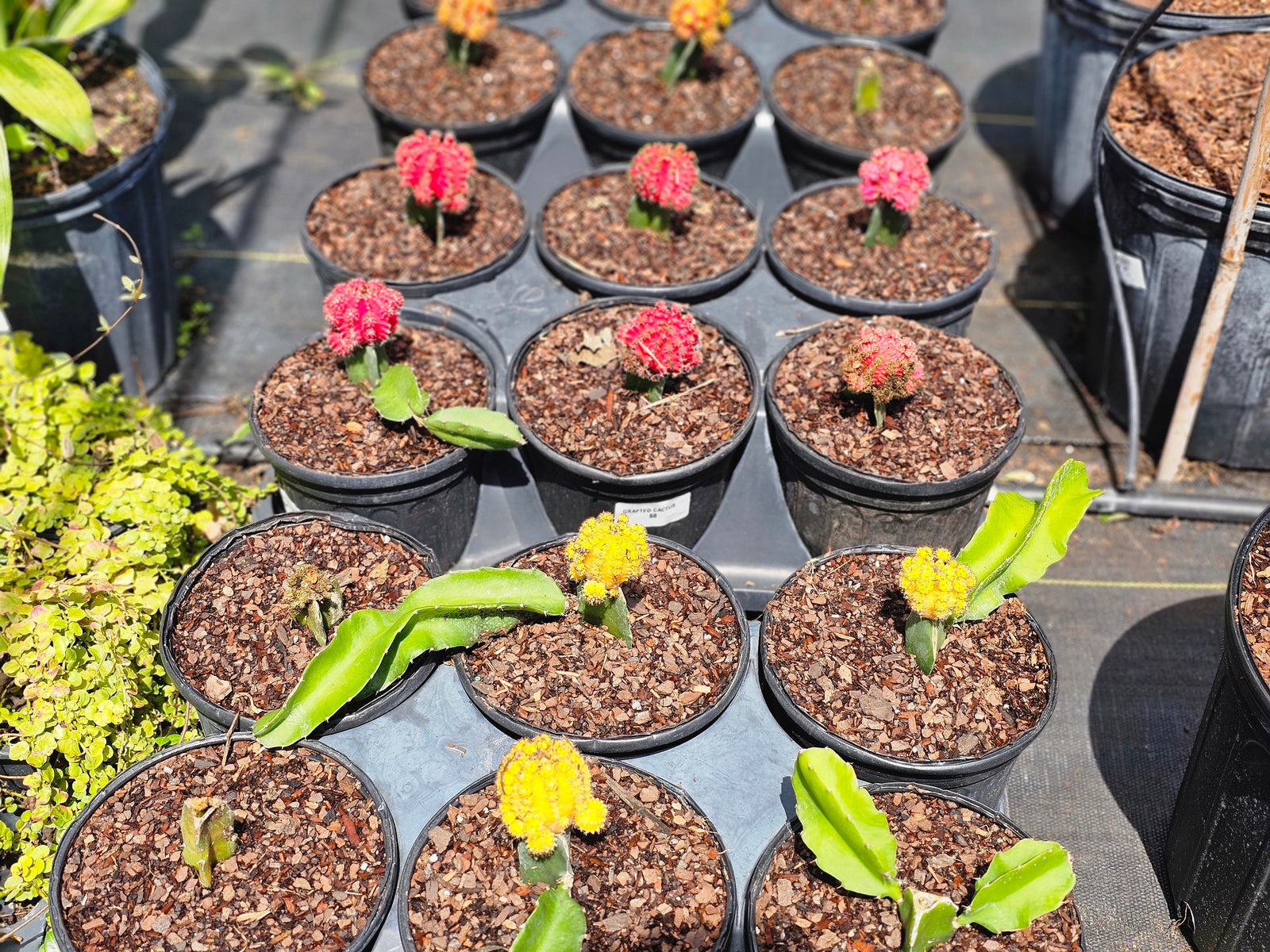 Grafted Cactus