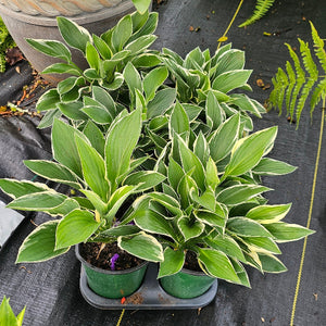 Hosta