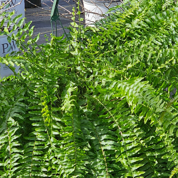 FERNS MACHO Hanging basket