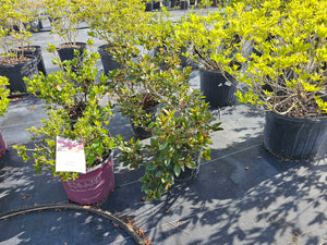 Purple Formosa Azalea