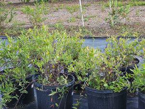 JASMINE CAROLINA NATIVE