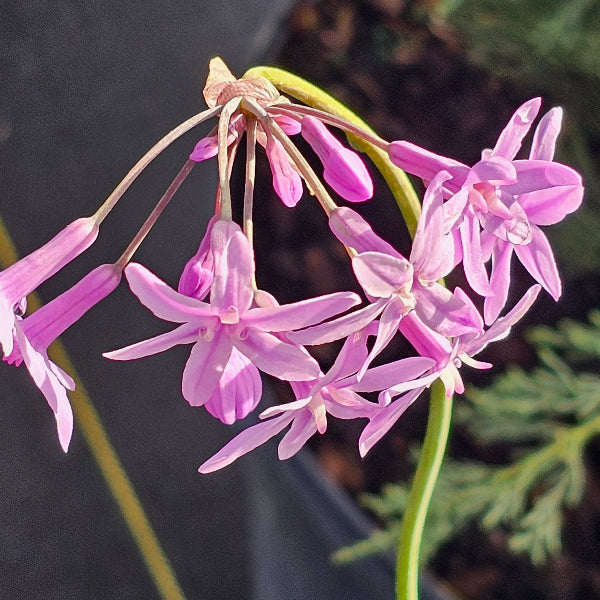 BULBINE JELLY BURN PLANT