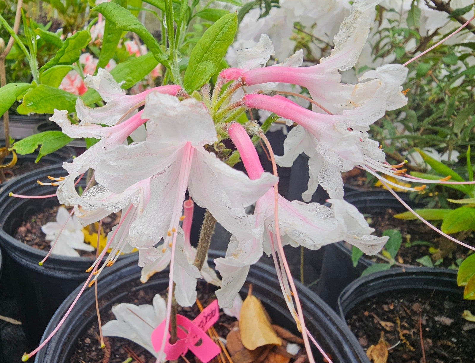AZALEA NATIVE SPRING SENSATION