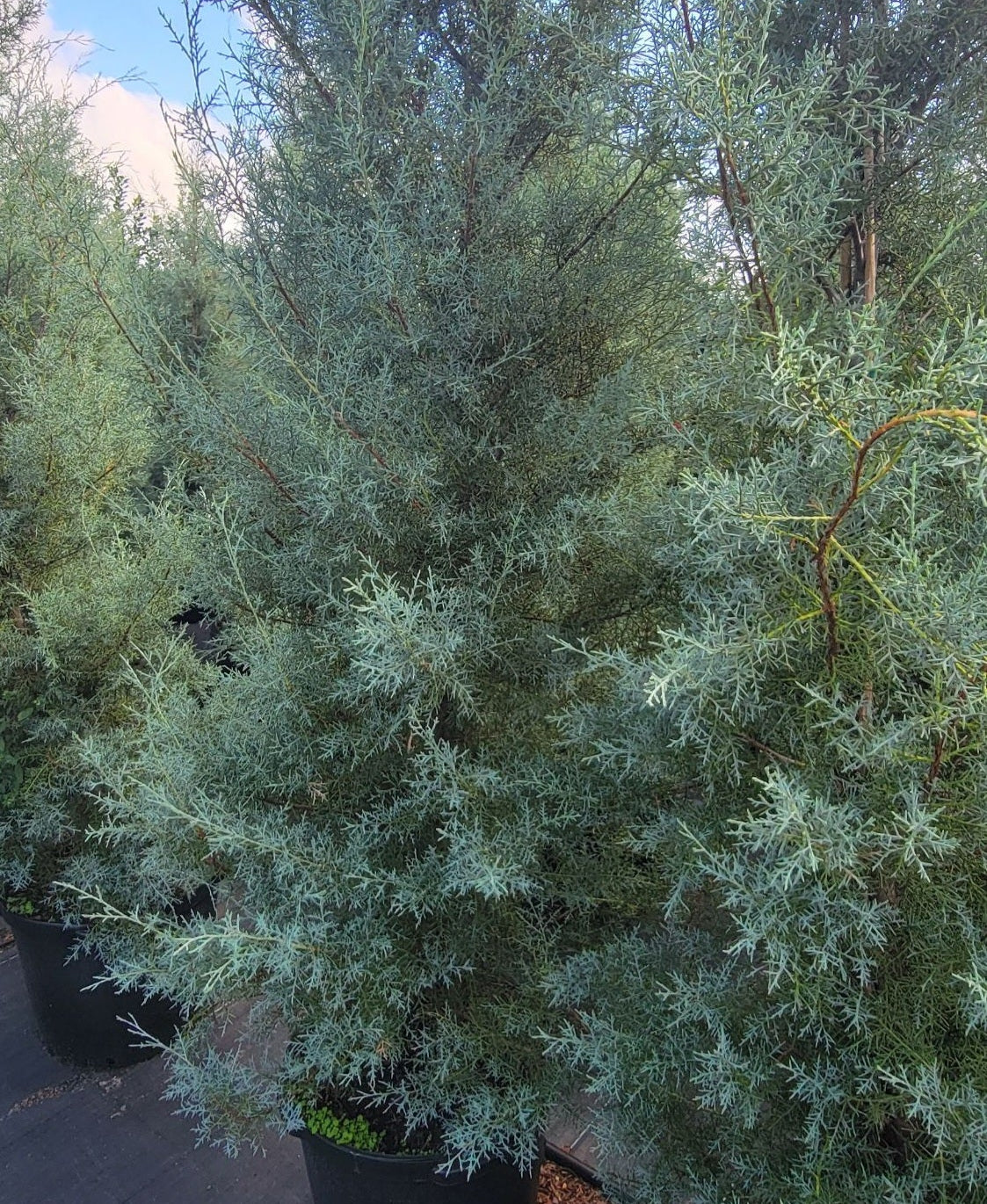 CAROLINA SAPPHIRE TREE