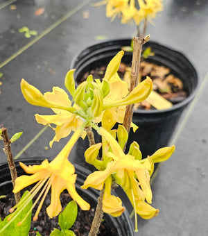 AZALEA NATIVE SUNSTRUCK