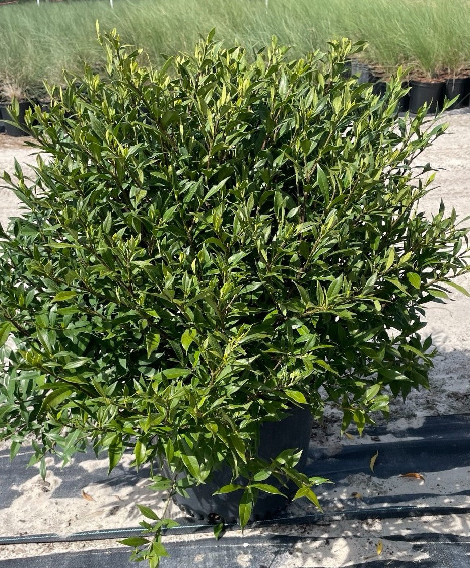 GARDENIA CAPE JASMINE