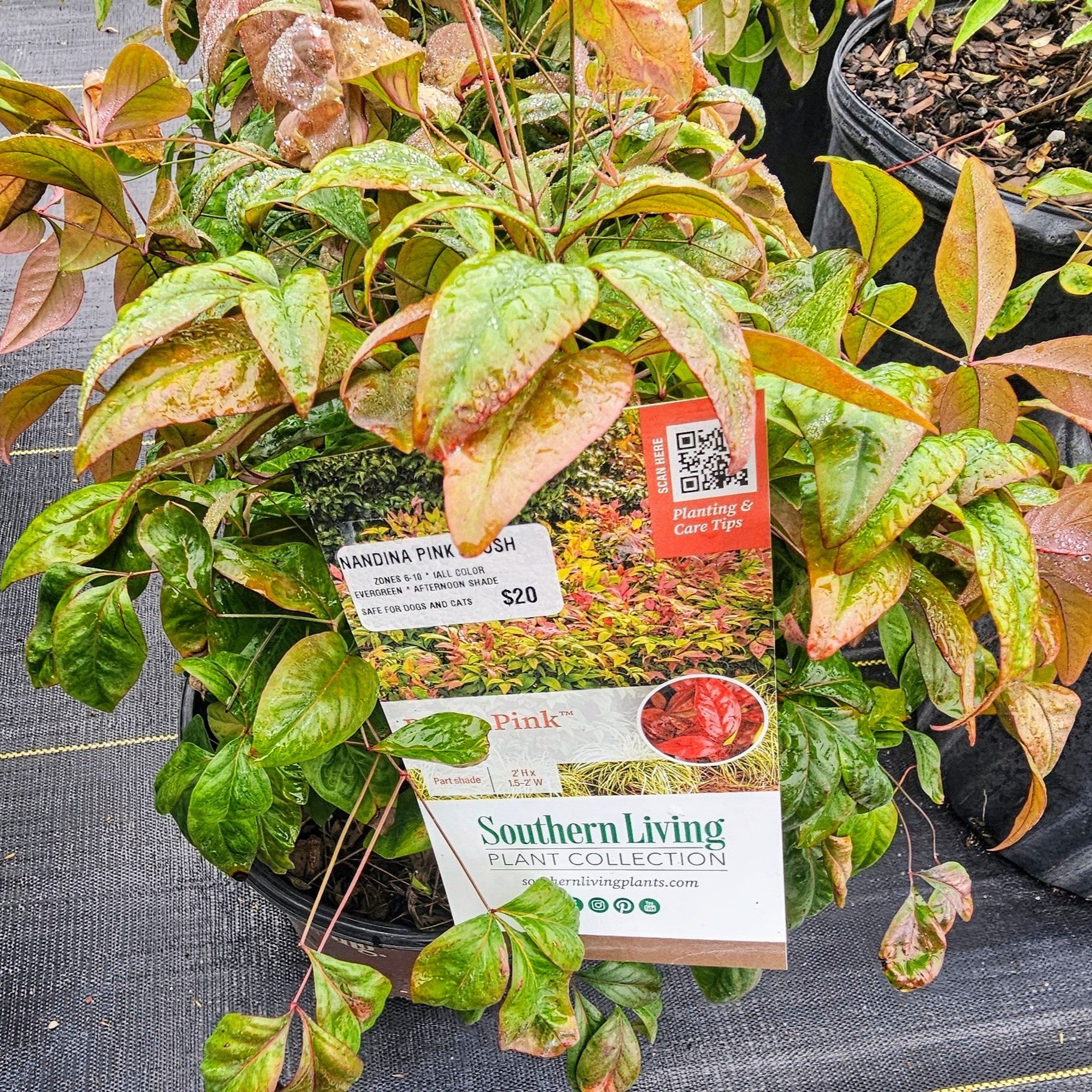 NANDINA PINK BLUSH