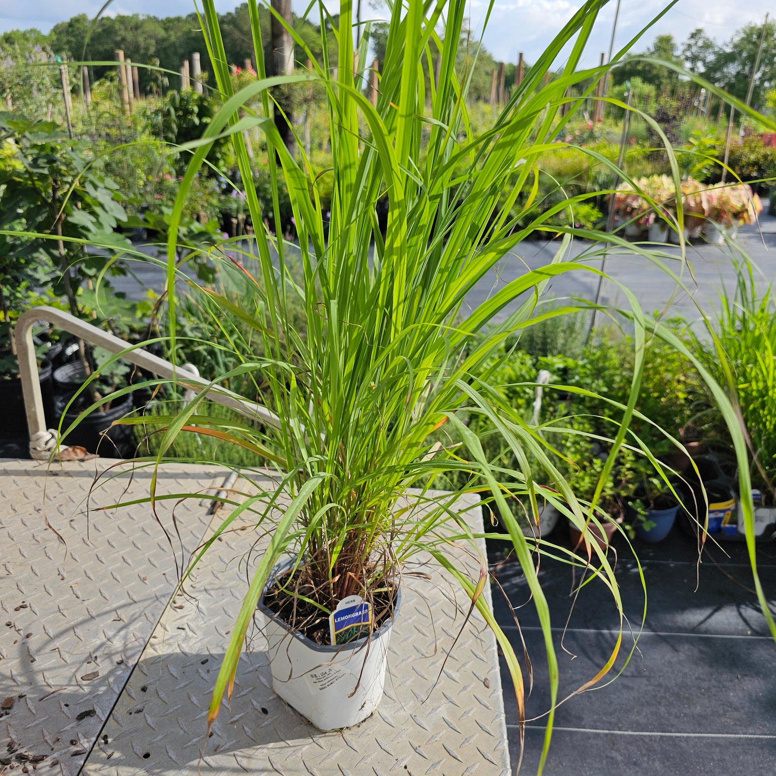 GRASS LEMON Cymbopogon citratus