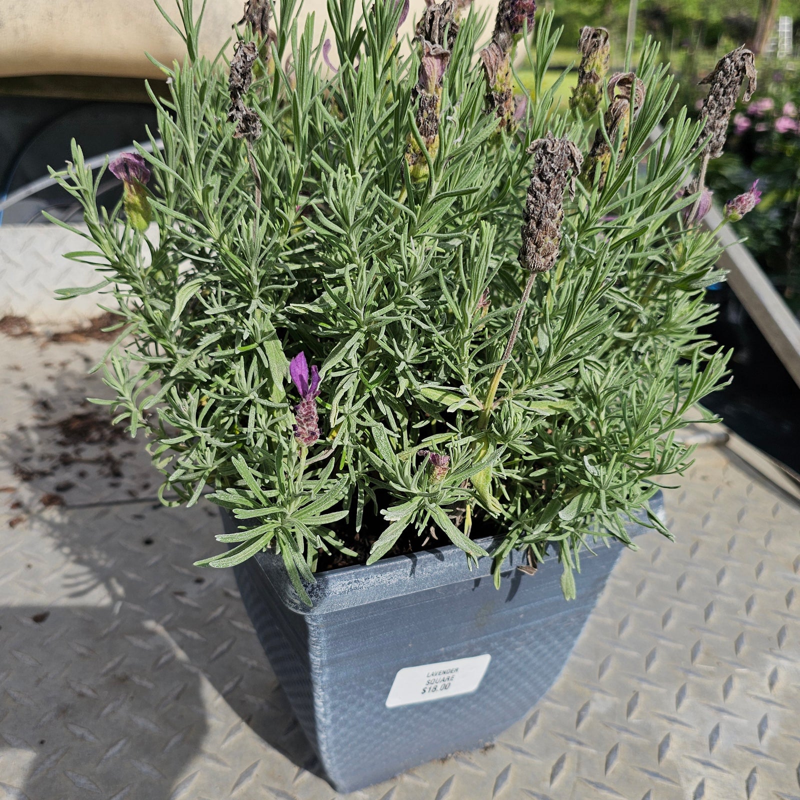 LAVENDER