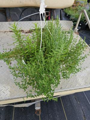 10" HANGING BASKETS