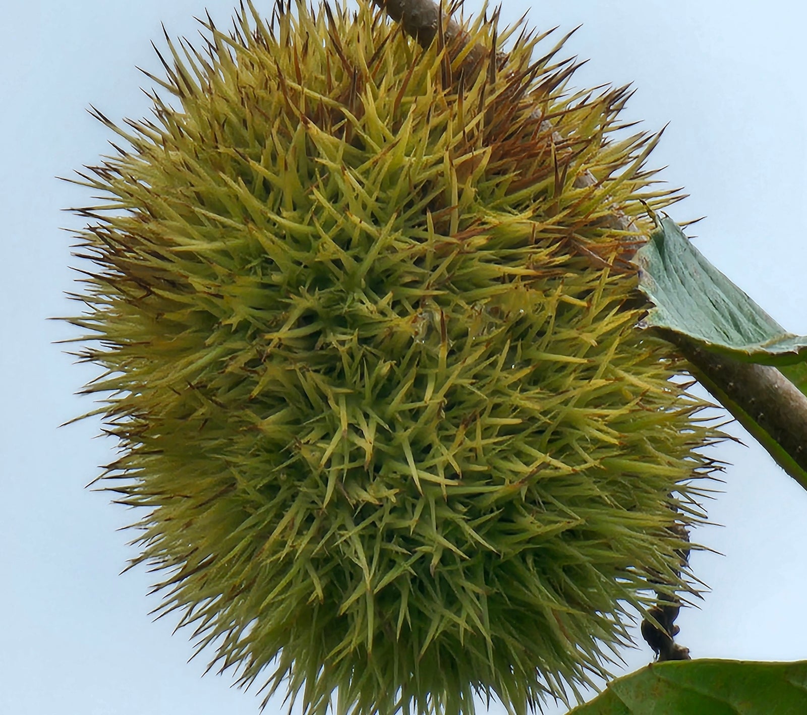 Swamp Chestnut Oak (Quercus michauxii)