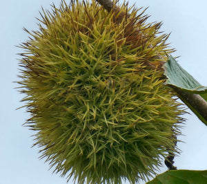 Hybrid Chestnut Trees