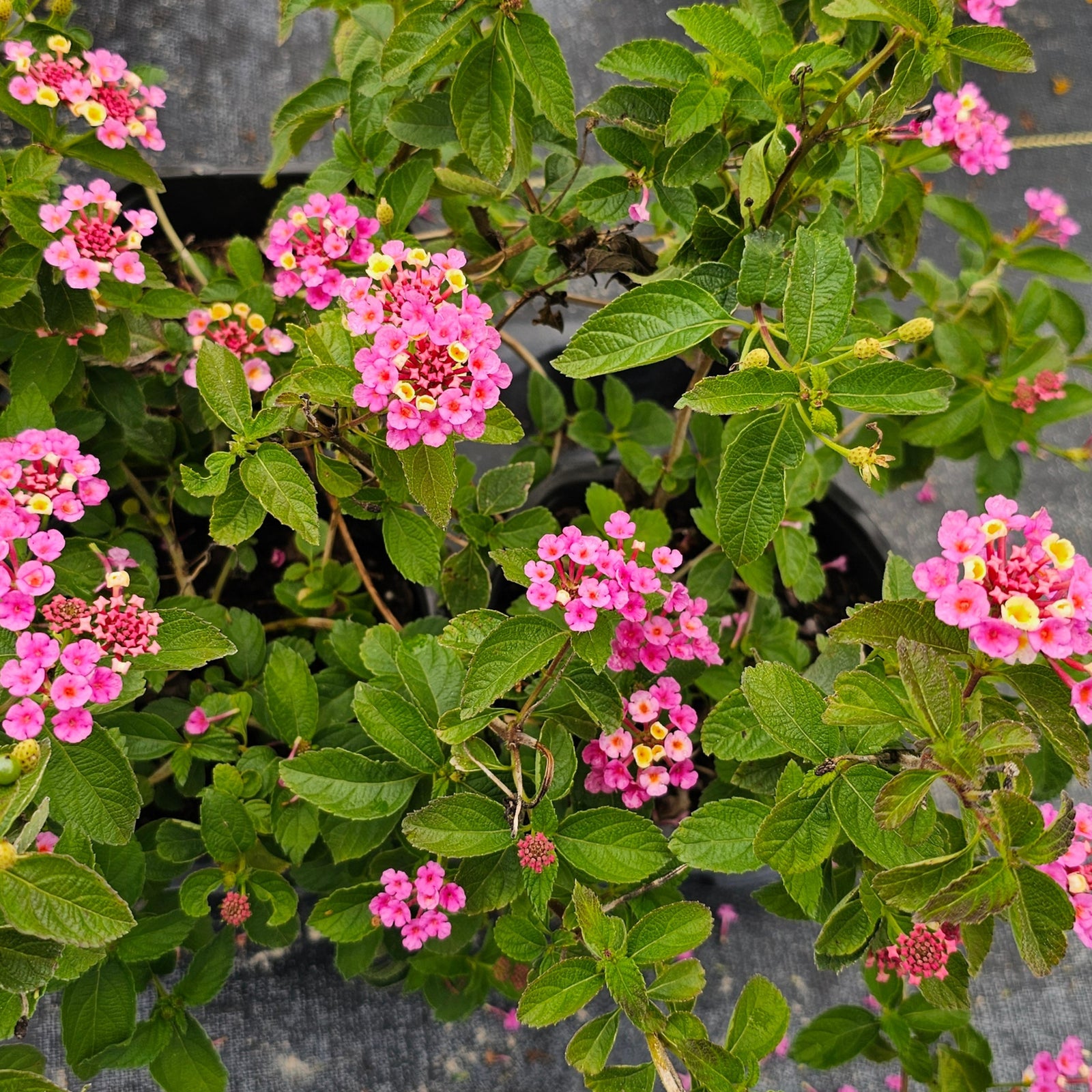 LANTANA Pink