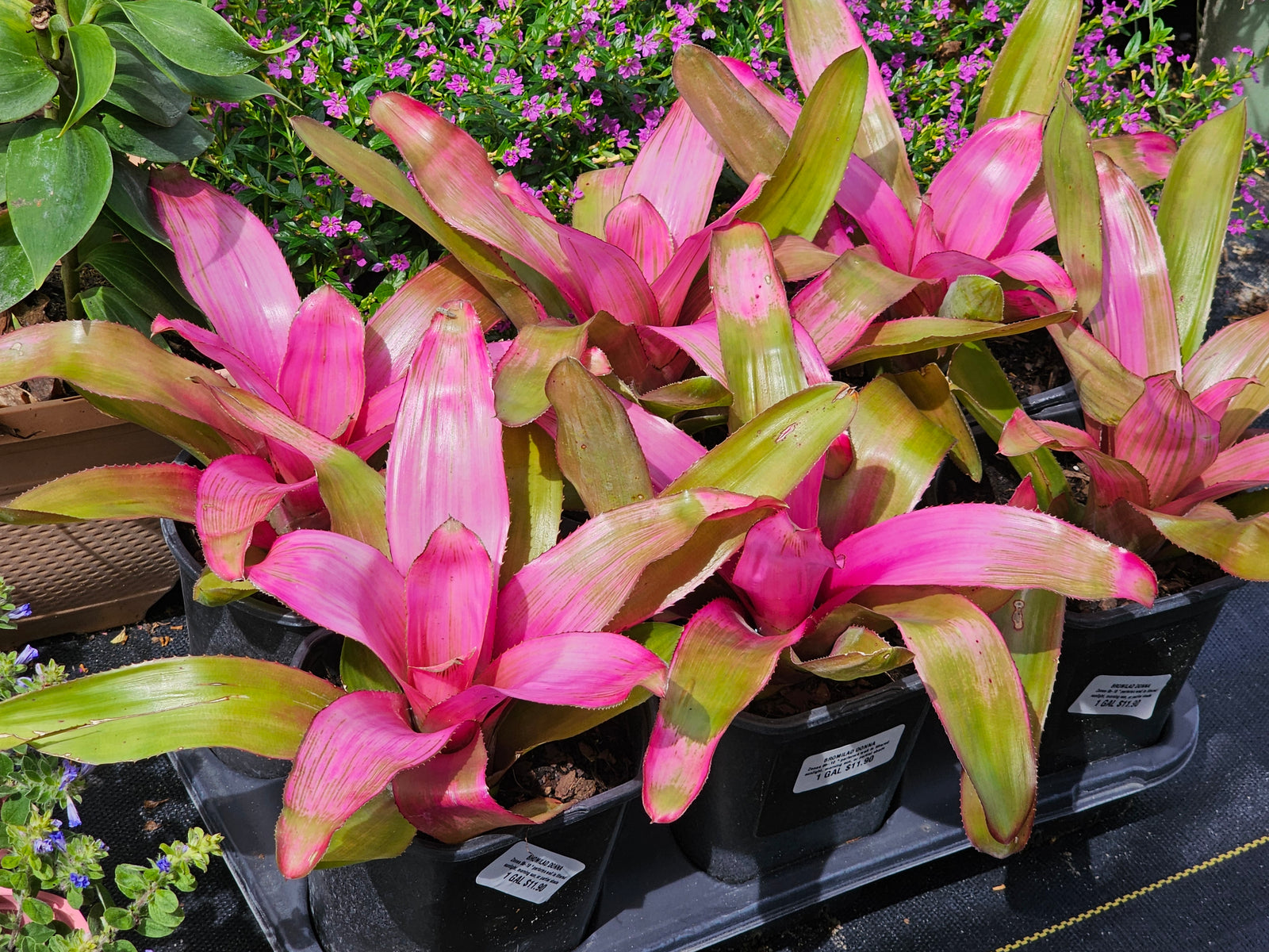 Donna Bromeliad