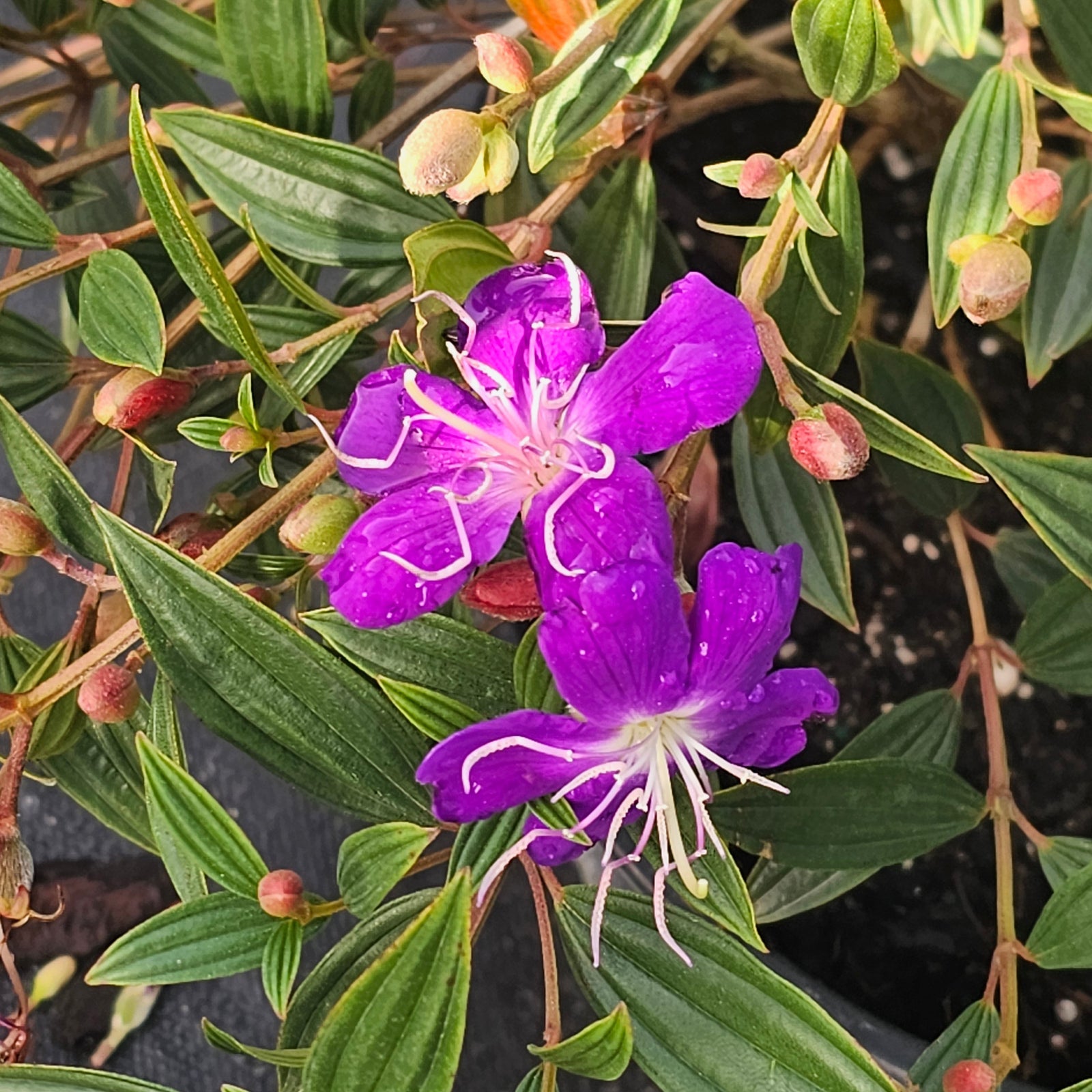 Tibouchina GLORY BUSH