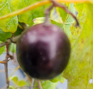 MUSCADINE LANE