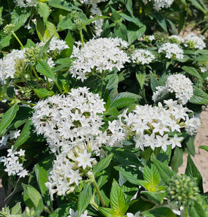 Pentas