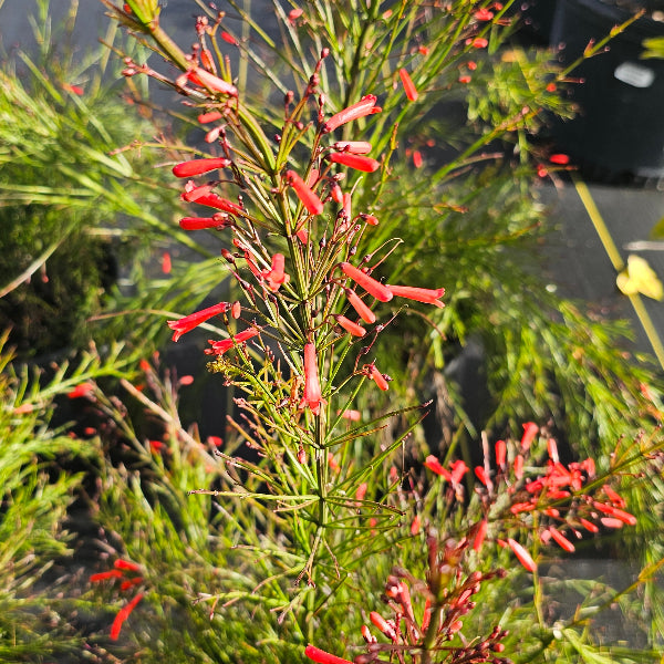 FIRECRACKER BUSH