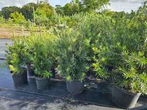 PODOCARPUS MAKI