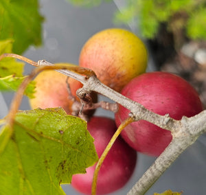 MUSCADINE PAULK