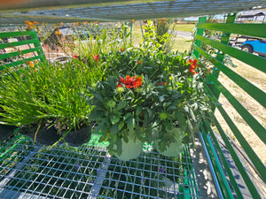 GAILLARDIA SPINTOP YELLOW TOUCH